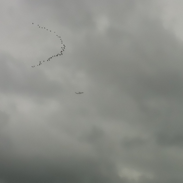 Vögel im Formationsflug mit einem Flugzeug